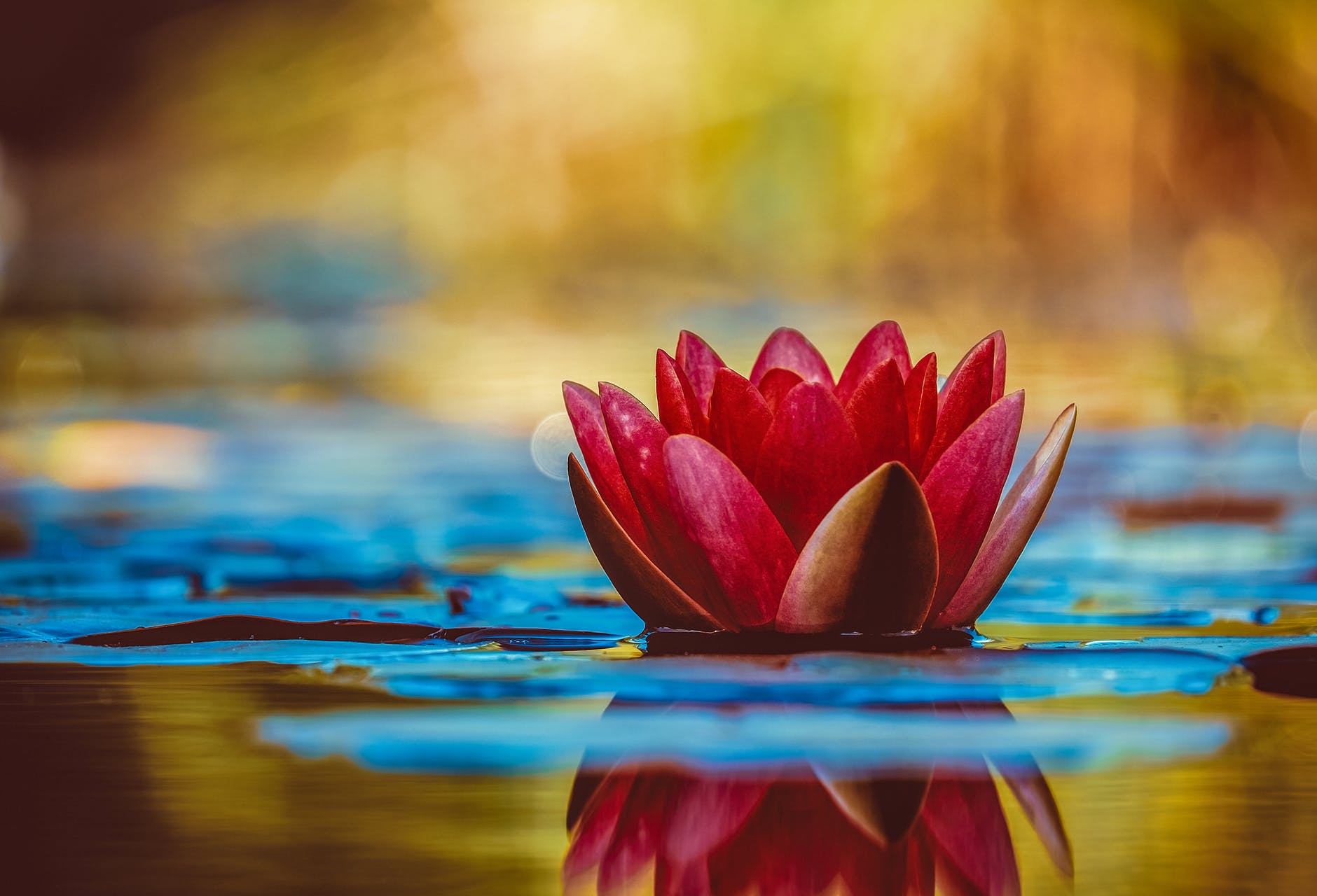 selective focus photography of red waterlily flower in bloom